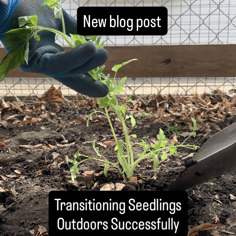 Transitioning Seedlings Outdoors Successfully