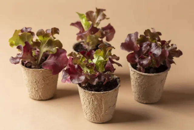 Container Gardening for Small Spaces