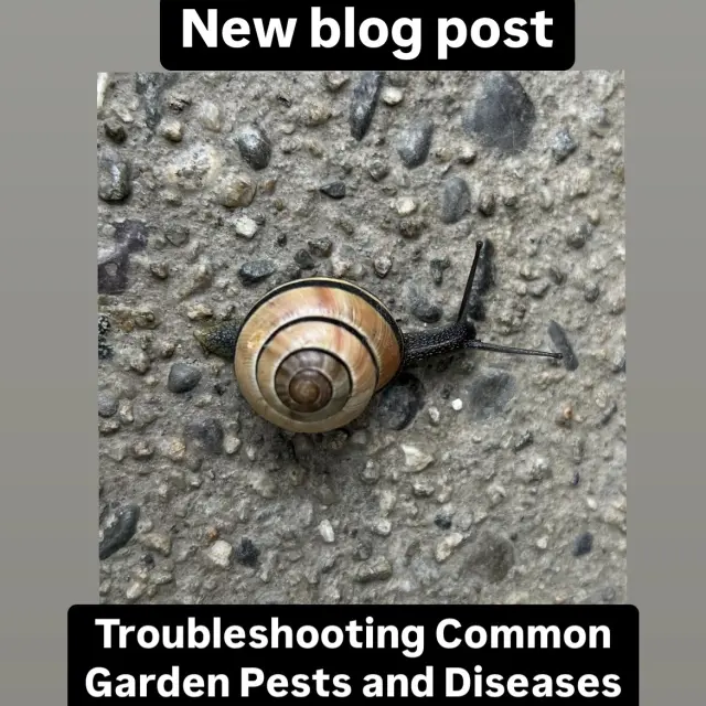 Troubleshooting Common Garden Pests and Diseases