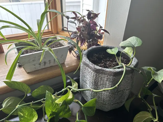 Satisfying Your Green Thumb in the Winter Months