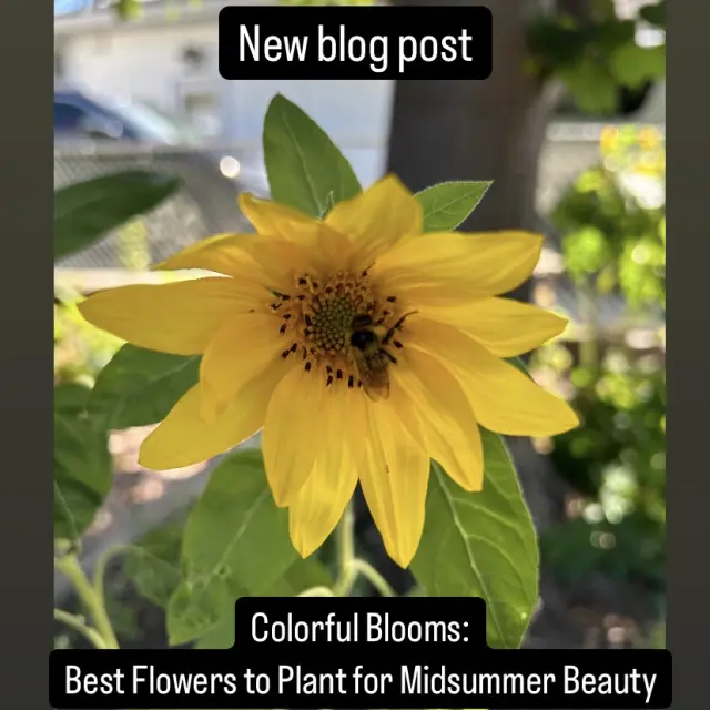 Colorful Blooms: Best Flowers to Plant for Midsummer Beauty