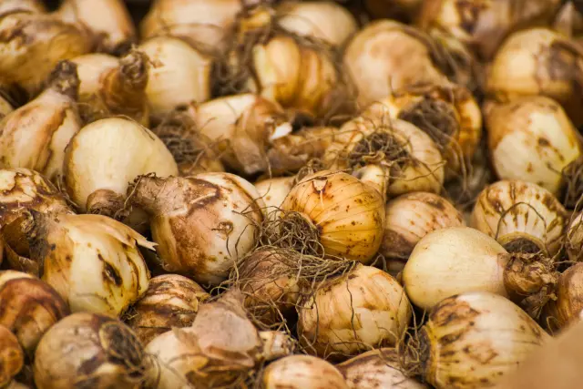 The Best Bulbs to Plant in Fall for Gorgeous Spring Blooms