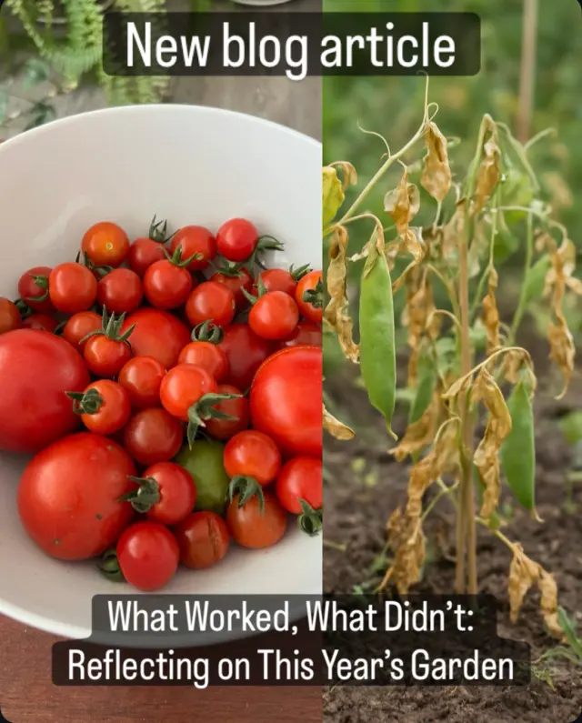 What Worked, What Didn’t: Reflecting on This Year’s Garden