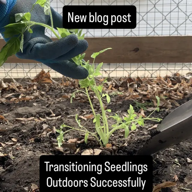 Transitioning Seedlings Outdoors Successfully