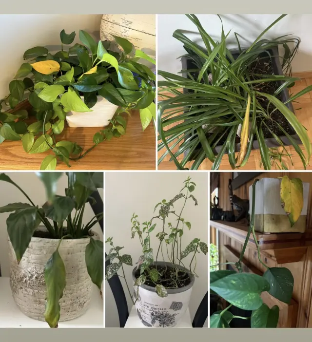 Hibernation: Not Just For the Animals