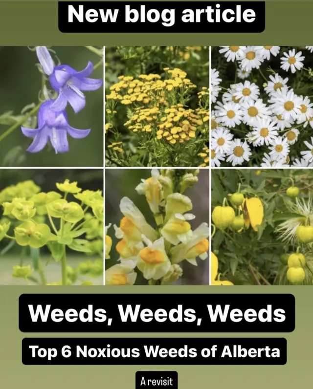 Weeds, Weeds, Weeds: A Revisit