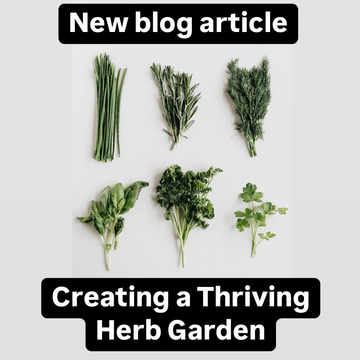 Creating a Thriving Herb Garden 