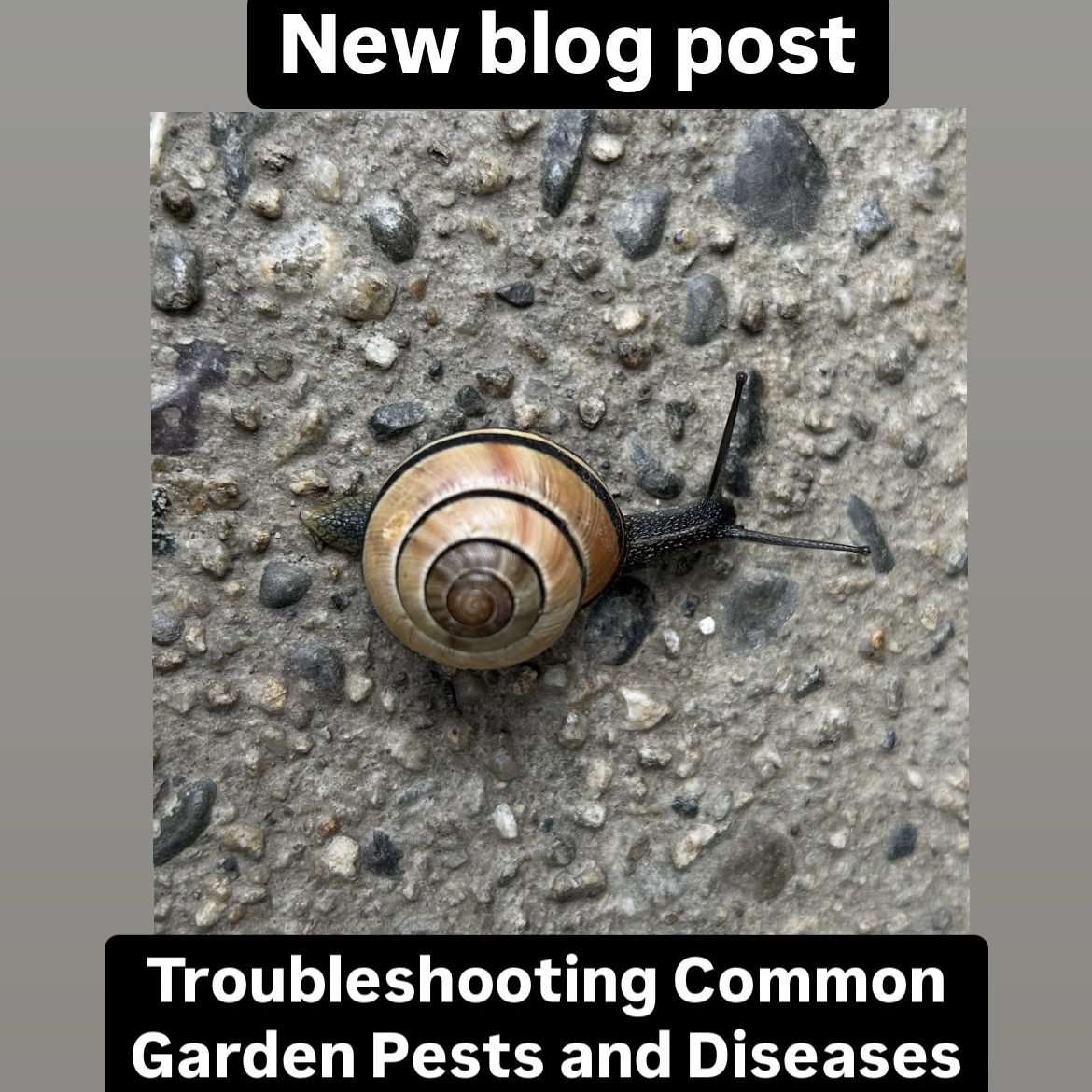 Troubleshooting Common Garden Pests and Diseases