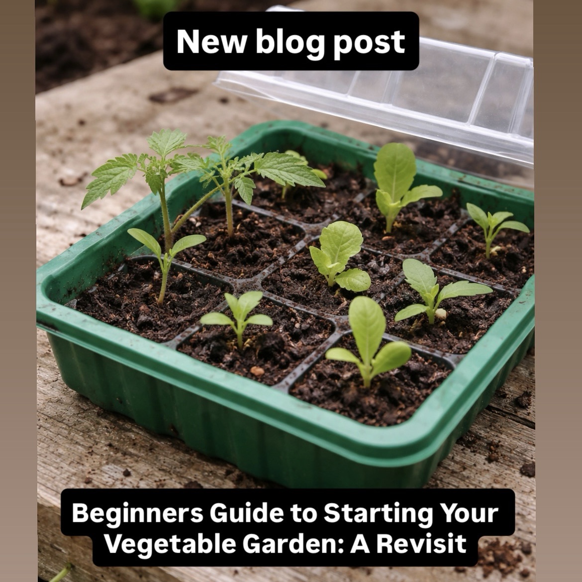 Beginners Guide to Starting Your Vegetable Garden: A Revisit