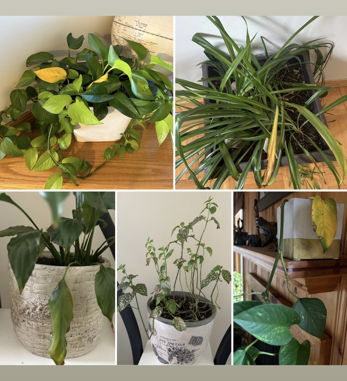 Hibernation: Not Just For the Animals