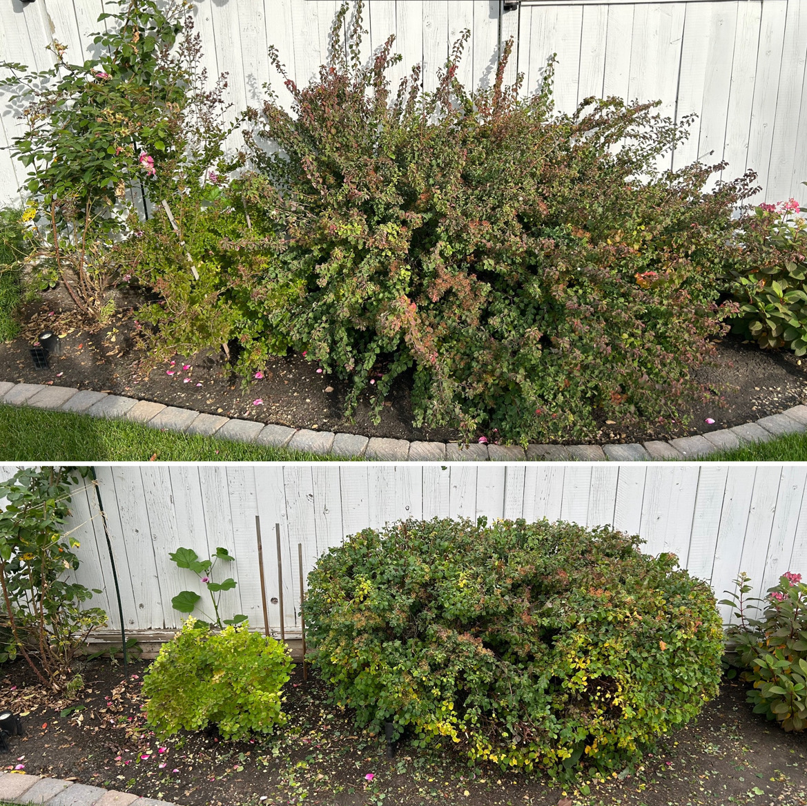 The Low Down on Spring Pruning