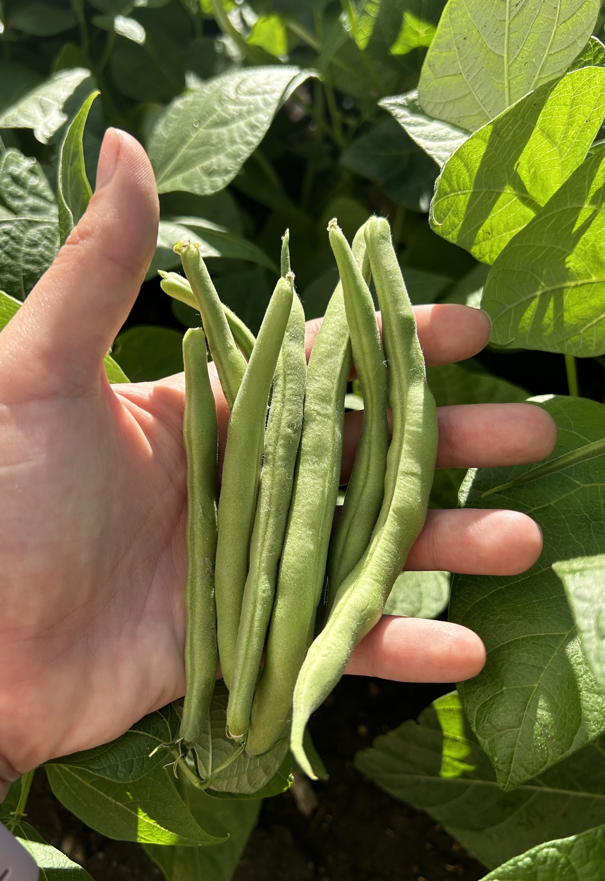 Extending Your Harvest: 