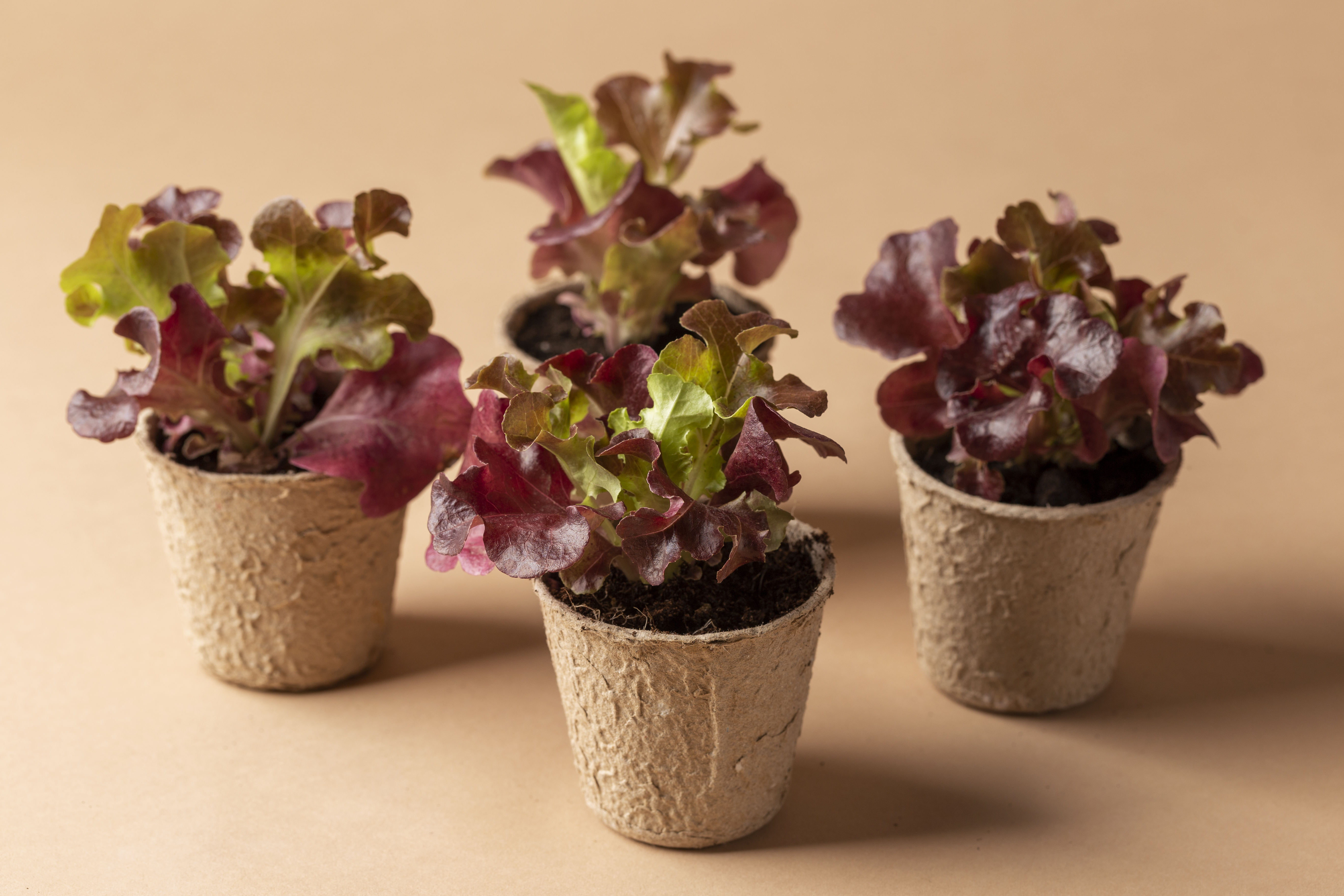 Container Gardening for Small Spaces