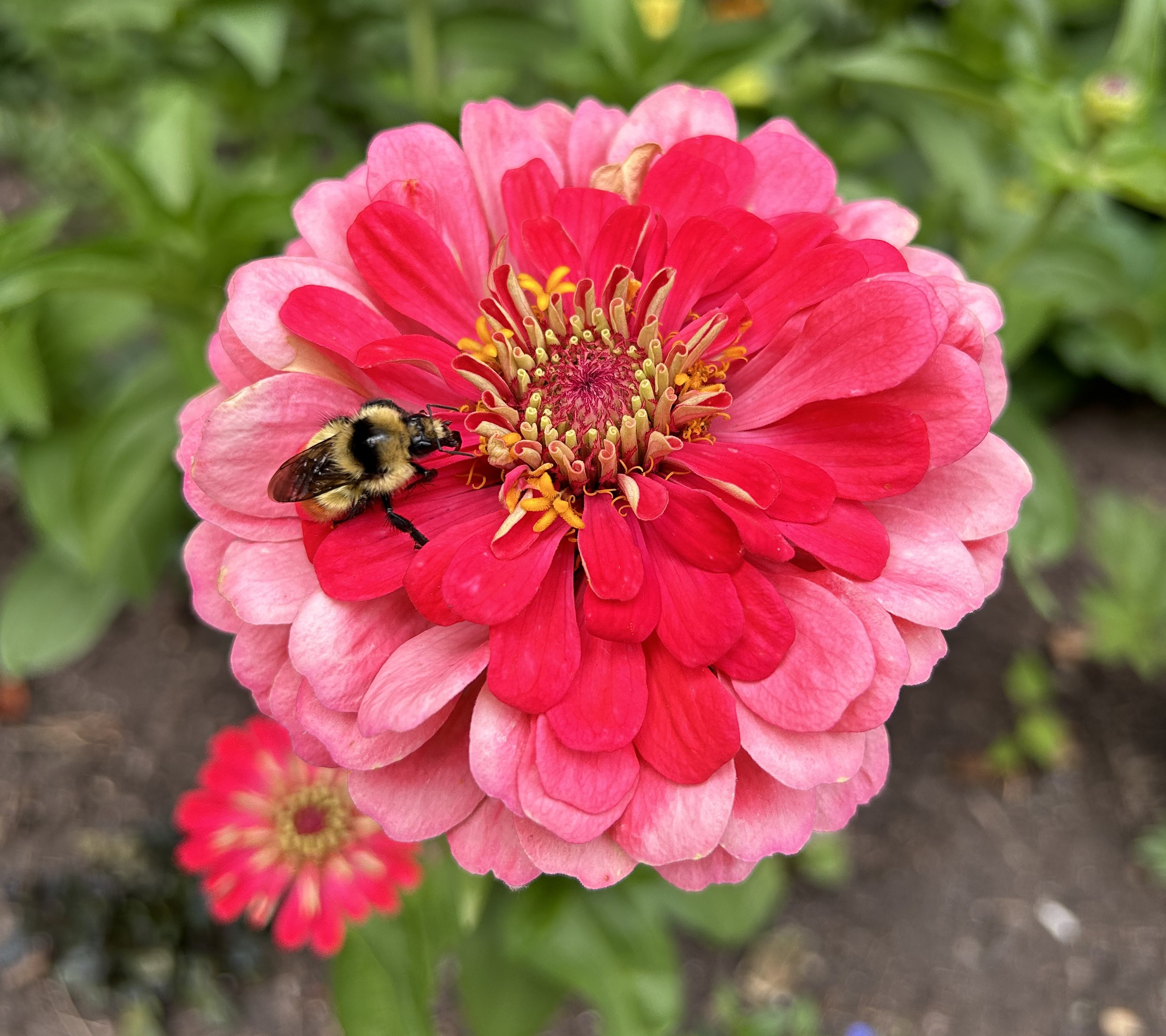 Gardening for Wildlife: 