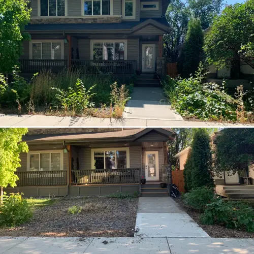 Weed removal from overgrown front yard