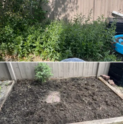 Thistle removal from garden bed