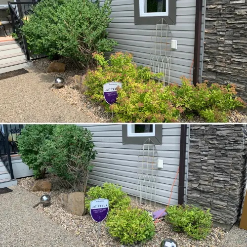 Shrub shaping (spirea)
