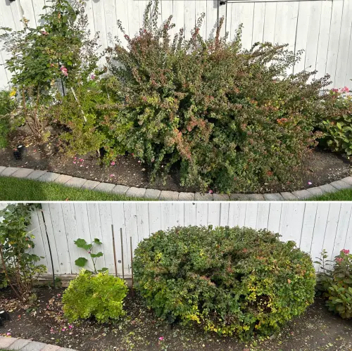 Shrub shaping and taming