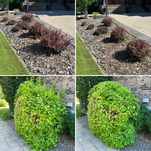 Shrub shaping (Japanese Barberry and Mock Orange)  