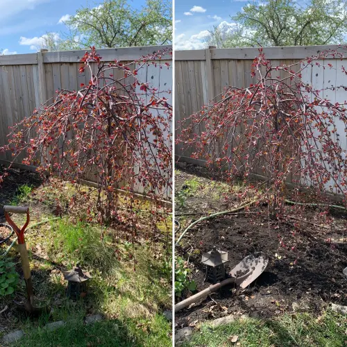 Grass removal from garden bed