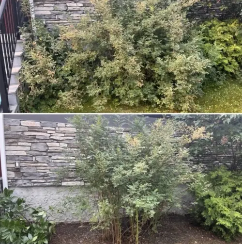 Shrub shaping and taming