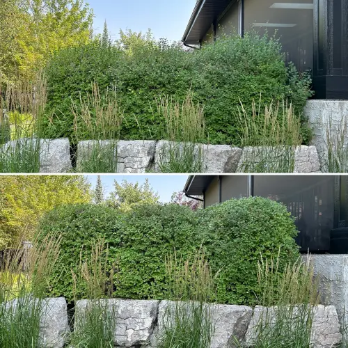 Shrub shaping (dwarf lilac)