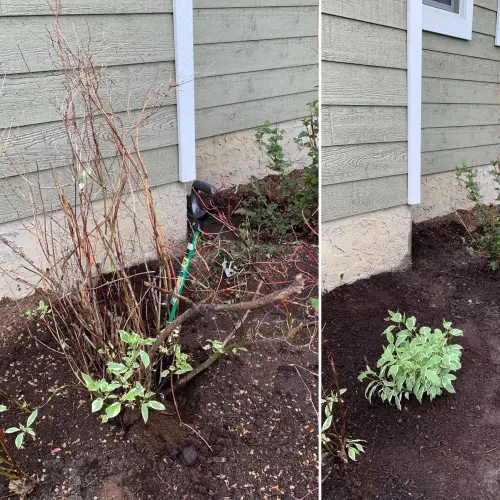Shrub shaping and taming (dogwood)