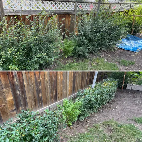 Hedge trimming (Cotoneaster)