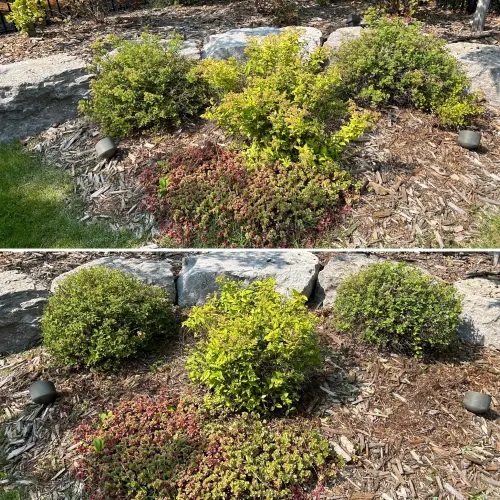 Shrub shaping (spirea)