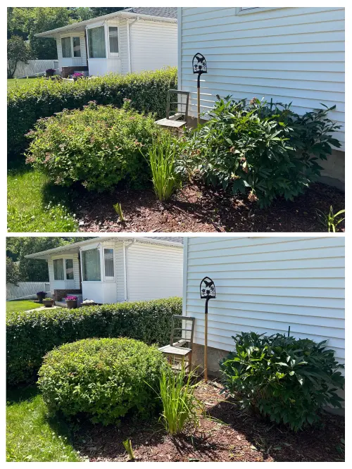 Shrub shaping (spirea and peonies)