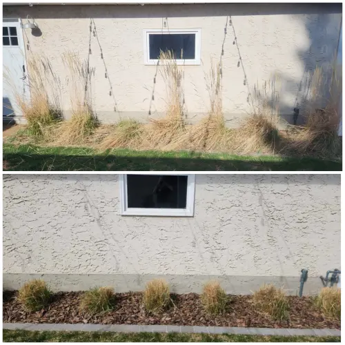 Pampas grass cut back and ready for the new growing season