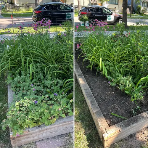 Anemone removal from garden bed