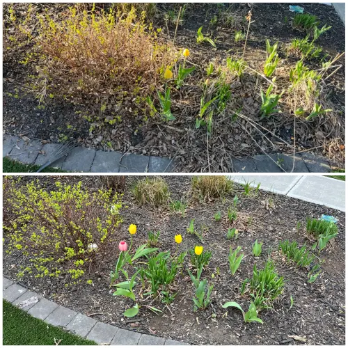 Debris removal to allow the tulips more space to bloom