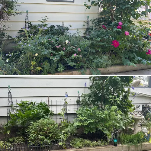 Late summer deadheading to keep the garden looking fresh