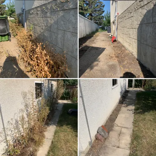 Large weed removal at the end of the season