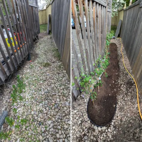 Created a new garden bed and added vining plants for future privacy
