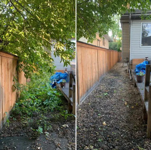Weed removal from overgrown back yard