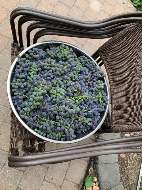 Grapes harvested from a client's vines