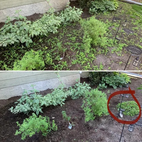 Weed removal from front yard
