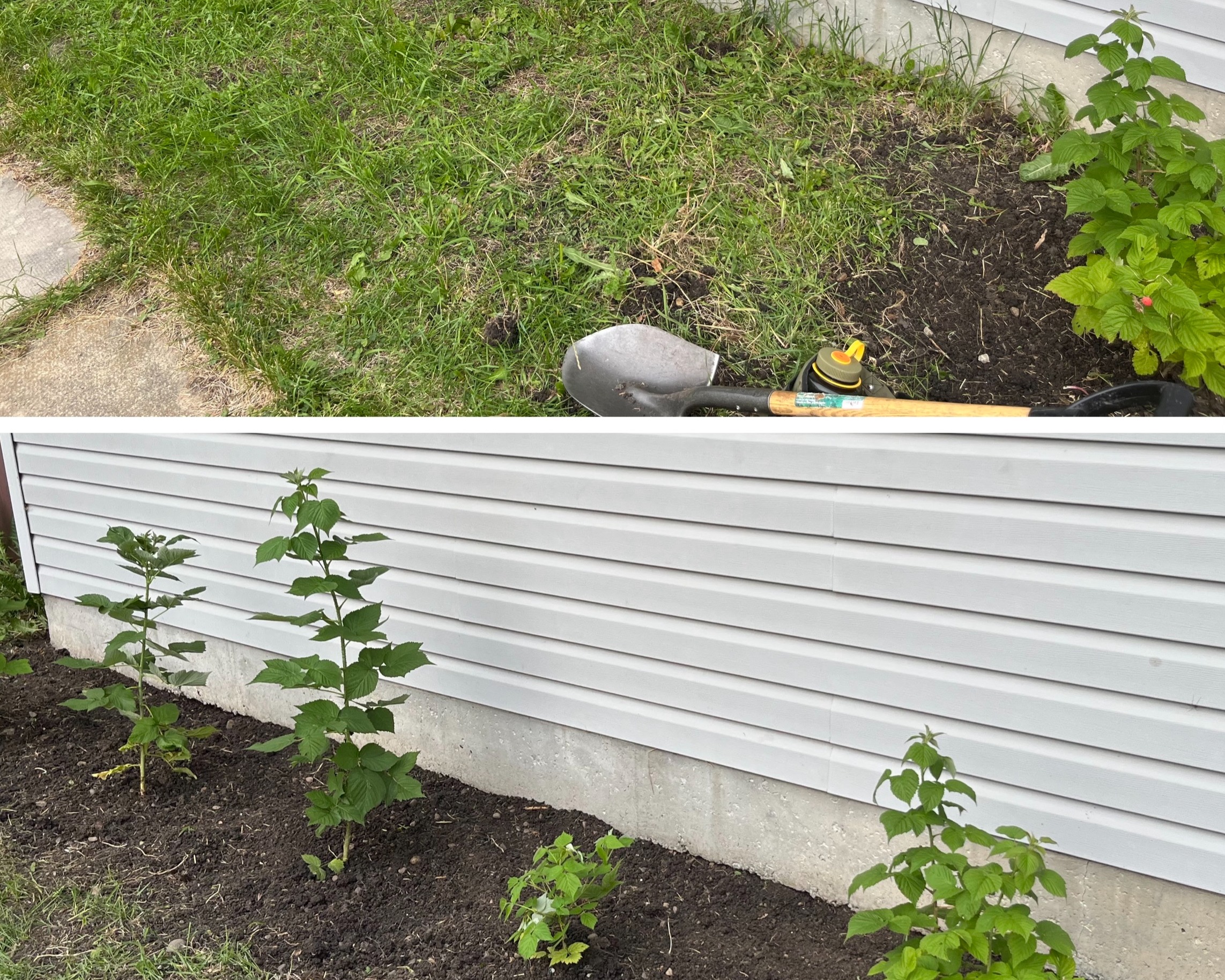 Planting, Transplanting & Bed Work