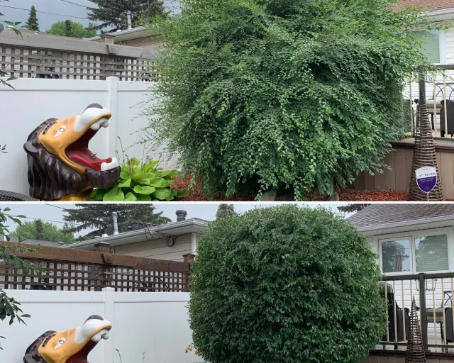 Shrub & Hedge Pruning