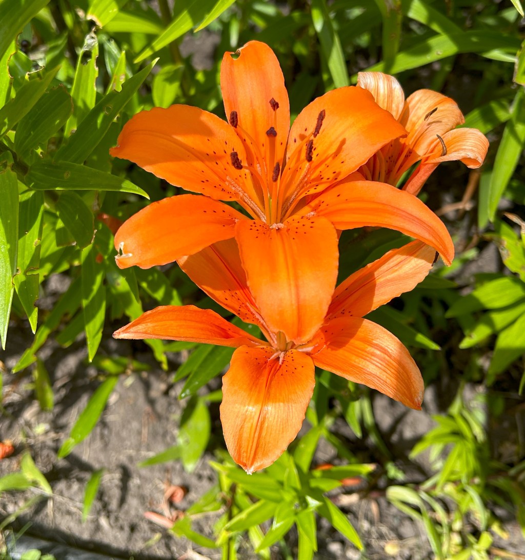 Heatwave Survival Guide: Keeping Your Garden (and Gardener)&nbsp;Thriving