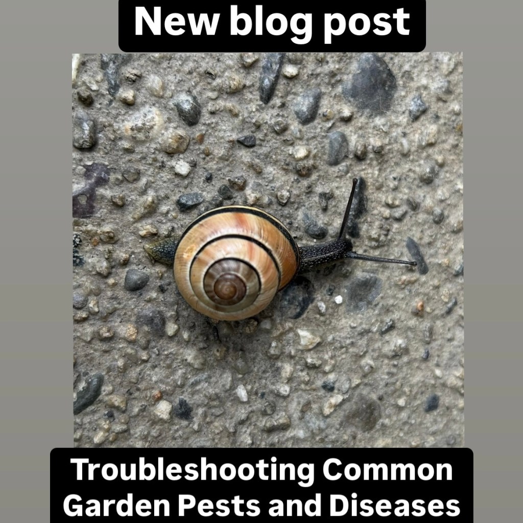 Troubleshooting Common Garden Pests and&nbsp;Diseases