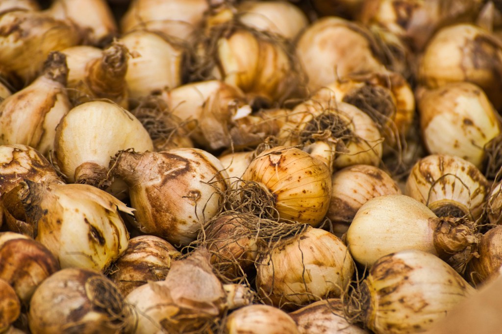 The Best Bulbs to Plant in Fall for Gorgeous Spring&nbsp;Blooms